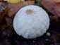 Bimbós pöfeteg (Lycoperdon perlatum), Pilis